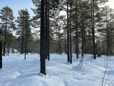 Notodden | Romestul Skog Søndre - Skogeiendom på ca. 5080,4 daa med to hytter. Jakt på stor- og småvilt